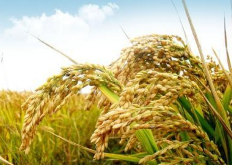 广东：珠海斗门区2017年将推广多个优质高产水稻新品种