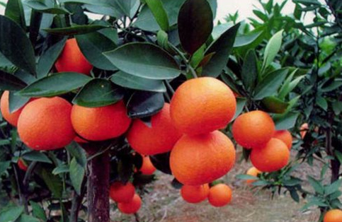 广东新会：红柑陆续上市，今年产值近30亿