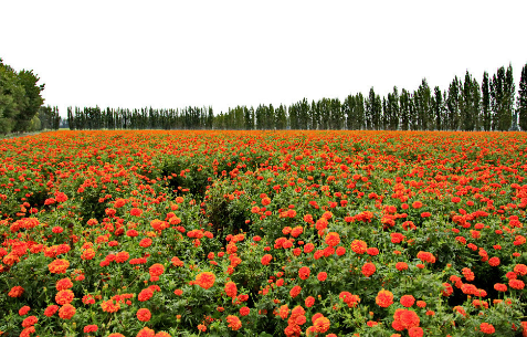湖北来苏村：数百亩菊花成为农户“致富花”