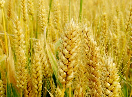 英国科学家申请试验种植基因改造小麦