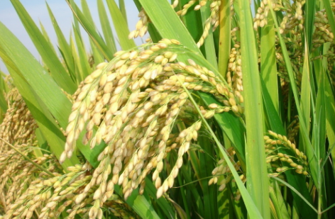 中国农业界科学家确认中国栽培水稻起源地区