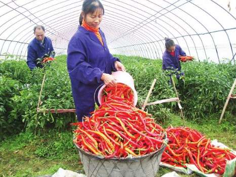 陕西：榆林横山区辣椒喜获丰收，农户迎来“开门红”