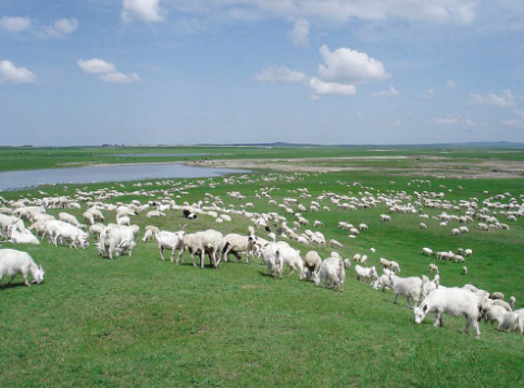 牛羊产业