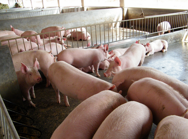 生猪养殖业专业化是一场“长途跋涉”旅行