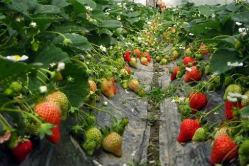 贵州金沙：大棚草莓进入盛花期，预计12月中旬将开始采摘