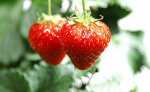 山东临沂：小草莓种出高端范儿，“漂洋过海”走进国际市场