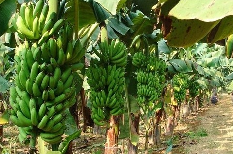 广西上林县：大力发展香蕉种植产业，促进农民增收