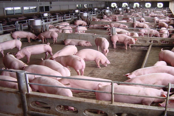 2016年生猪价格未来预测