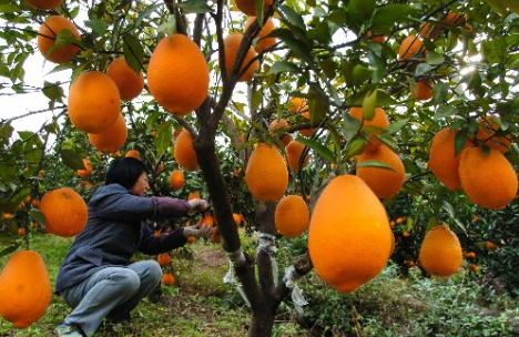 湖南宜章：18.2万亩脐橙进入采摘季，总产值达4.5亿元