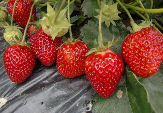 河南光山县：大棚特色草莓喜获丰收，销往全国市场