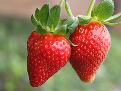 新疆昭苏县60个温室大棚草莓即将采摘上市