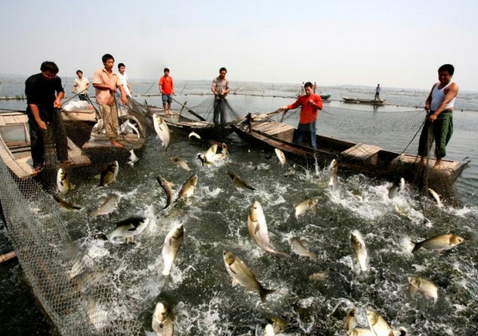 2016年水产品价格未来预测：南海休渔解禁，水产价格有望逐步回落