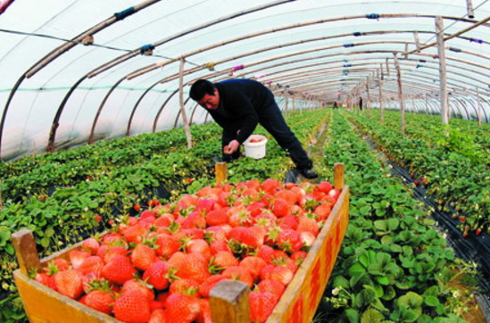 湖北十堰：成熟草莓入冬上市，助力村民脱贫