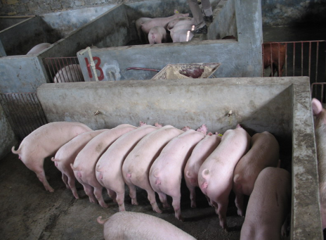 陕西淳化县温氏生猪养殖示范区通过省级标准化验收