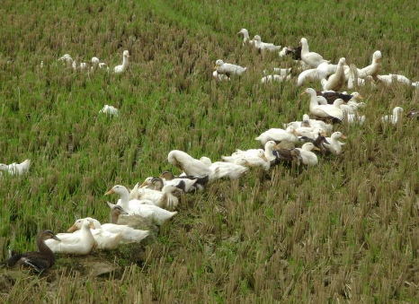 安徽蚌埠市推进畜牧业种养结合循环发展