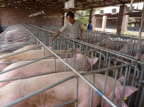 江苏灌南县：生猪养殖成科技特色产业