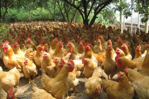 广西凤山县举办养鸡示范点观摩，助推精准扶贫工作