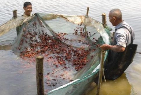 小龙虾养殖成功，新疆人能吃上“地产牌”了