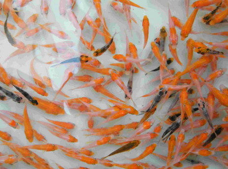 重庆忠县一水产公司10个鱼种被评为市级无公害农产品