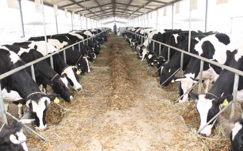 新疆巴州：奶牛行业不景气，大量散户退出奶牛养殖业 