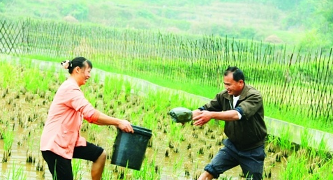 湖南浏阳：稻田养鱼鳖，农户实现一地双丰收