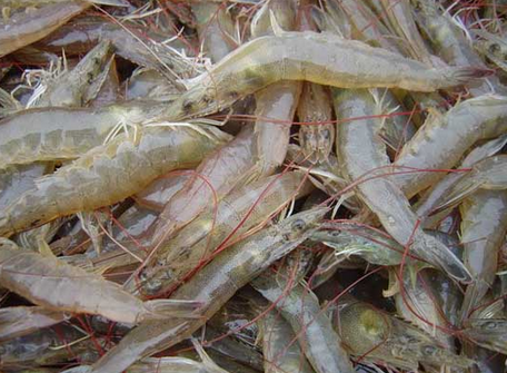 2016年养殖对虾怎么样
