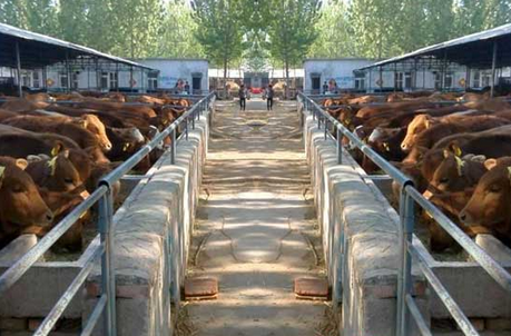 2016年肉牛养殖前景：四川宁南县首个100头肉牛规模养殖场投入使用