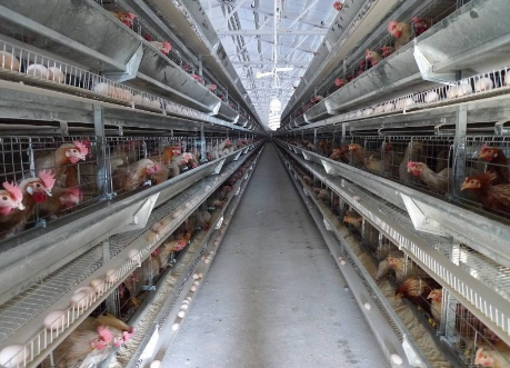 山东垦利区蛋鸡养殖专题培训班，助力蛋鸡产业发展