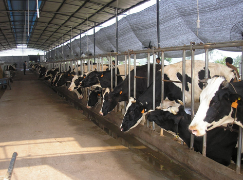 河北2016年底奶牛100%实现规模化养殖