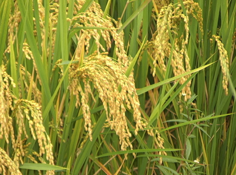 海南三亚：早造水稻全面开种