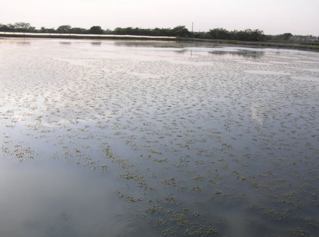 江苏常州市金坛区开展河蟹养殖后期专项指导