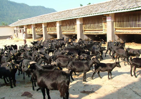 2016年黑山羊养殖前景