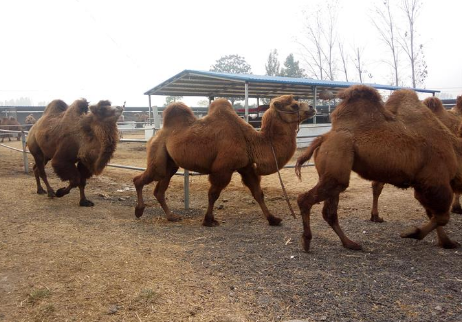 甘肃省肃北县举办骆驼养殖技术及产品开发培训班