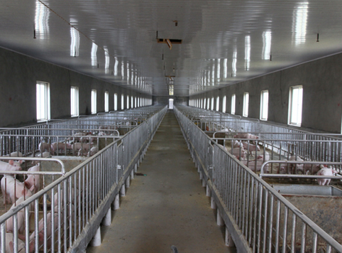 生猪“保险+物联网+智慧养殖”养殖模式在吉林首次试点