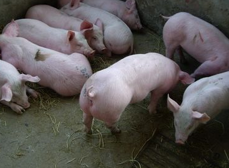 2016年怎样养猪更赚钱