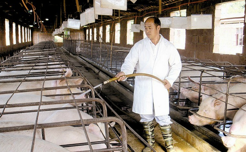 江苏盐城“四化”举措促使畜禽生产水平得到明显提升