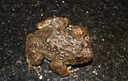 江西泰和：夫妇养殖棘胸蛙，蛙声唱响致富歌