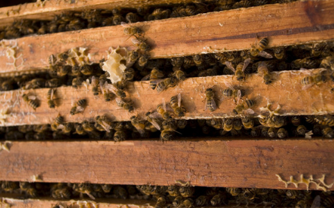 陕西柞水正式成立首个蜜蜂养殖合作社
