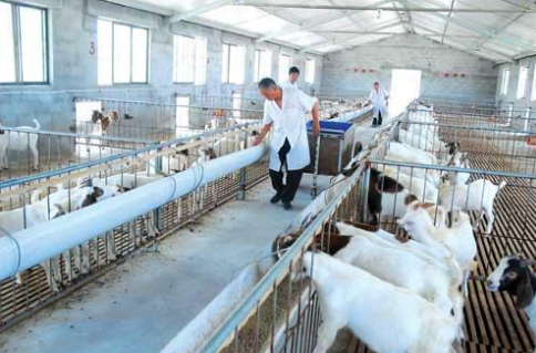 四川蓬安县创新开展“借羊养羊”，带动贫困户脱贫