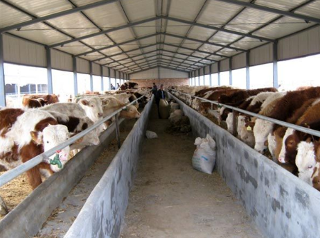 甘肃田镇贷款带动“牛”产业发展，农户致富不掏钱