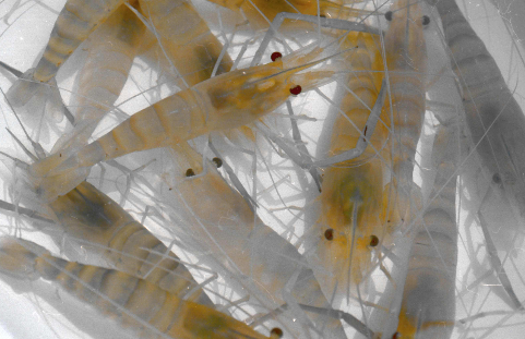 山西食药监局公布抽查信息：淡水虾被检出抗生素