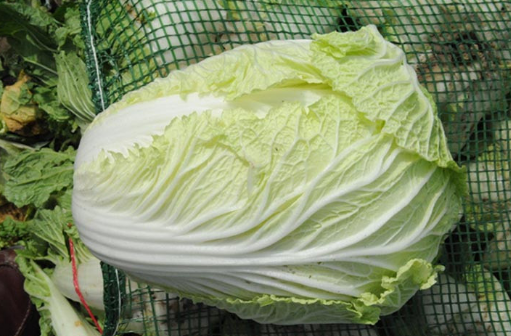 大白菜现在多少钱一斤