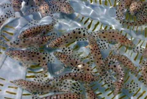 2016年1至7月海南清澜出口石斑鱼鱼苗近30亿美元