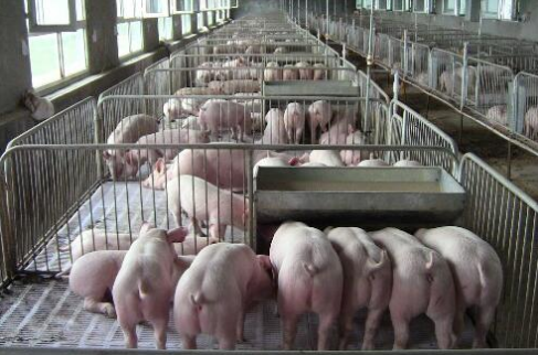 湖南醴陵390家规模养殖场实现生猪养殖过程全程溯源
