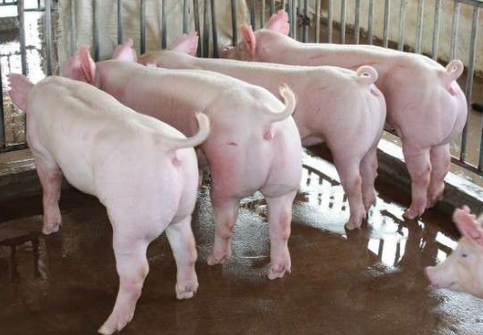 辽宁义县稳步推进生猪良种补贴项目，每头每年补贴40元