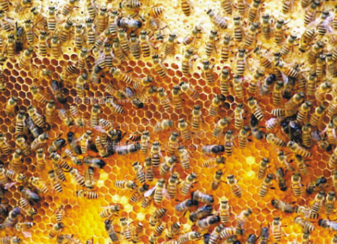 浙江鼓励中蜂养殖加快“机器换人”，提升产业层次