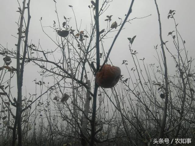 农村才有的东西长在寒冬腊月，村民说这些不是给人吃而是给鸟吃的