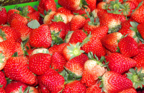 浙江：建德市杨村桥镇创建“草莓小镇”，立体栽培助农增收