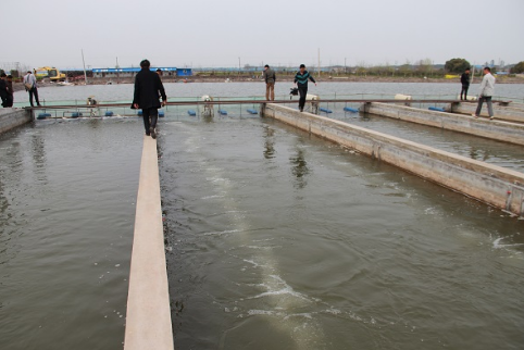 安徽寿县：低碳高效池塘循环水技术促农增收
