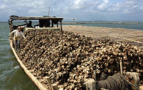 广西北部湾大蚝养殖喜获丰收，产量达22万吨